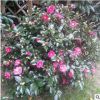 批發(fā)茶花樹小苗茶花盆栽四季常青盆栽山茶花苗綠化小苗量大優(yōu)惠