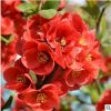 批發(fā)貼梗海棠盆栽 庭院觀花綠植 鐵腳海棠樹苗 規(guī)格全 量大從優(yōu)