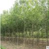 基地直銷工程綠化苗木合歡樹苗 絨花樹苗 合歡小苗規(guī)格全量大優(yōu)惠