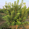 楊梅苗4-5公分東魁黑炭烏梅荸薺浙江慈溪嫁接掛果苗木果樹批發(fā)