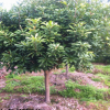 楊梅苗4-5公分東魁黑炭烏梅荸薺浙江慈溪嫁接掛果苗木果樹批發(fā)楊梅苗6-7公分東魁黑炭荸薺烏梅浙江慈溪產(chǎn)地嫁接果樹苗木批發(fā)