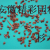 杉木種子
