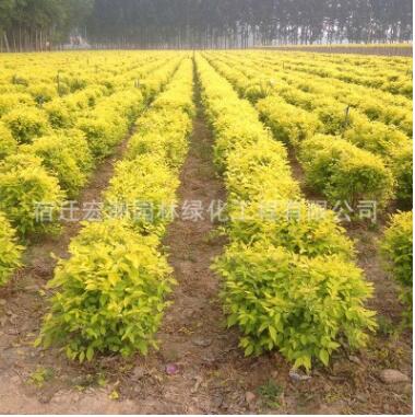 批發 金葉榆精品球 特價金葉榆毛球 開原金葉造型樹