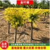 供應金葉榆 垂榆高矮嫁接2-10公分高干中華金葉榆樹