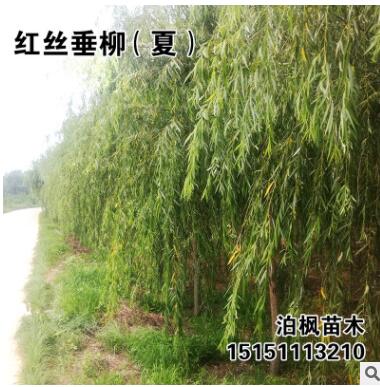 自產(chǎn)自銷 垂柳樹苗 竹柳樹苗 黃柳 柳樹批發(fā)價(jià)格直柳樹苗柳樹枝條
