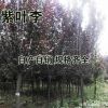 紫葉李基地直銷供應各種園林景觀工程苗規(guī)格齊全