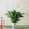 基地批發(fā) 室內(nèi)盆栽花卉 凈化空氣 盆栽白掌