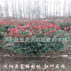 優質；紅葉石楠球 紅葉石楠球基地 批發紅葉石楠球