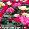 大花月季大苗基地 大花月季苗價格 廠家批發月季