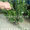 大葉黃楊毛球基地 大葉黃楊毛球價格 批發大葉黃楊球