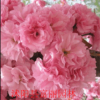 櫻花