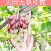 果樹苗批發 夏黑無核無籽 葡萄樹苗 巨峰 美國紅提葡萄苗 新品種