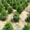 工程用苗 塔柏 儈柏 蜀儈 大小苗