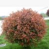 紅葉石楠球 盆栽 基地直銷 品種齊全 紅花繼木球