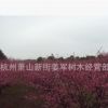 紅梅 嫁接 綠梅 各種規(guī)格 大量批發(fā) 基地直銷