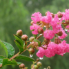 大量批發 紫薇樹苗 紅花紫薇 百日紅紫薇 規格齊全