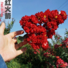 基地直銷紫薇花 紅花紫薇 美國紅火箭 百日紅 天鵝絨紫薇