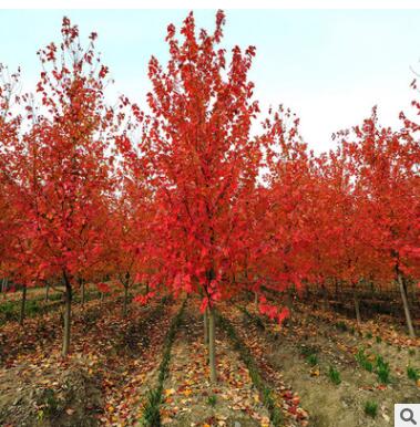 直銷(xiāo)綠化苗木 美國(guó)紅楓 庭院園林苗木 美國(guó)紅楓小苗耐寒 規(guī)格齊全