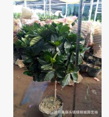 高檔實生獨干梔子花盆栽帶花苞發(fā)貨 大葉小葉獨桿牡丹梔子花高桿