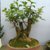 批發(fā)紫薇樹樁盆景，百日紅樹樁盆景批發(fā)