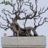 供應(yīng)樹樁盆景、山水盆景等樹木盆景造型--綠化苗木!