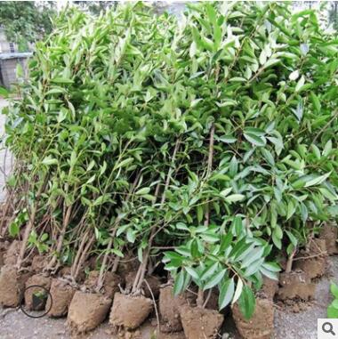 法國(guó)冬青樹苗珊瑚樹苗冬青苗工程綠化 庭院綠籬圍墻籬笆四季常青