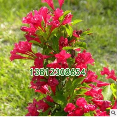優(yōu)質(zhì)綠化苗木批發(fā) 紅王子錦帶苗 綠化環(huán)境 工程綠化苗