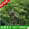 新采成熟三角楓種子 優質三角楓樹種