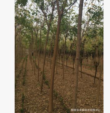 批發金葉復葉戚 復葉戚精品樹型 工程用苗 綠化苗木小苗量大優惠