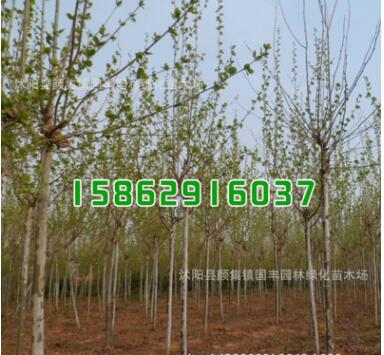 批發綠化工程苗木 法桐樹苗 法桐小苗 規格齊全 道路綠化