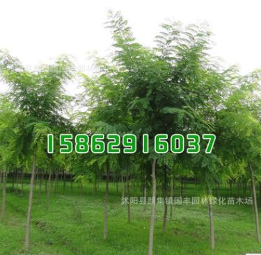 國槐小苗批發(fā) 工程綠化苗國槐苗 規(guī)格齊全 綠化環(huán)境 工程苗