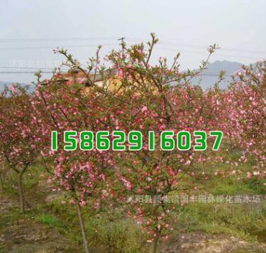 批發(fā)供應(yīng)海棠小苗 垂絲海棠小苗 西府海棠小苗 品種規(guī)格齊全
