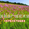 批發庭院觀花植物種子 野花組合種子 道路庭院景觀組合 地被綠化