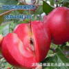 批發水果樹苗 嫁接紅肉蘋果苗 紅色之愛 南方北方種植果樹
