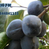 批發水果樹苗 嫁接黑柿子苗 掛果多 結果大