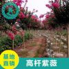 基地直銷紫薇品種齊全批發供應量大從優 綠化工程紫薇