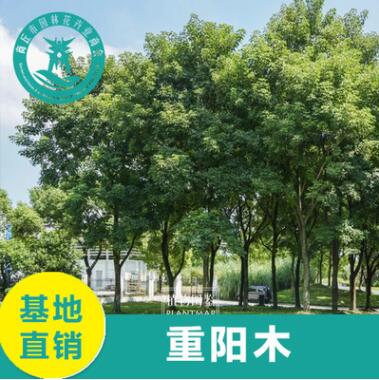 供應(yīng)各種苗木 基地直銷(xiāo) 優(yōu)質(zhì) 重陽(yáng)木