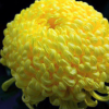 特價批發(fā)黃菊花種子 草花種子 發(fā)芽率高 貨源足 量大優(yōu)惠