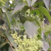 暴馬丁香 沁盛香花槐苗木 廠家直銷 量大從優(yōu)