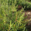白皮松 沁盛香花槐苗木 廠家直銷 量大從優(yōu)
