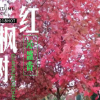 紅楓 沁盛香花槐苗木 廠家直銷 量大從優(yōu)