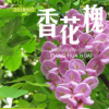 香花槐 沁盛香花槐 廠家直銷 量大從優(yōu)