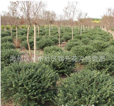 龜甲冬青球樹(shù)苗批發(fā)園林工程綠化苗木冬青球苗 行道綠籬龜甲冬青