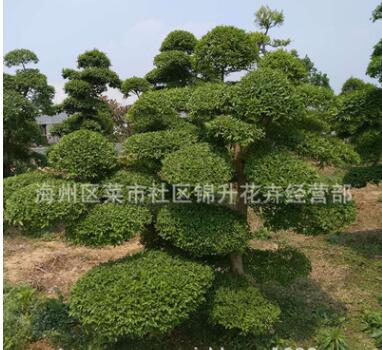 批發(fā)小葉女貞苗綠化苗木園林精品盆景量大從優(yōu)造型樹(shù)小葉女貞苗