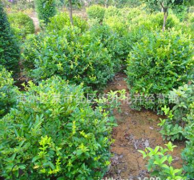 工程綠化苗木金葉女貞球 色塊綠籬植物金葉女貞樹苗規(guī)格齊全