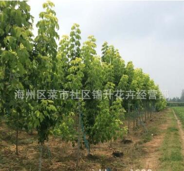 基地直銷復(fù)葉槭苗綠化苗木庭院種植色塊綠籬量大從優(yōu)復(fù)葉槭苗