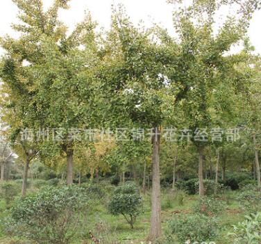 基地批發(fā)銀杏樹苗果樹苗木庭院種植量大從優(yōu)銀杏苗