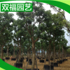 批發(fā)供應(yīng) 20公分全冠福建重陽木 耐旱重陽木樹苗
