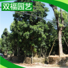 廠家生產(chǎn) 正綠化重陽木苗木種子 工程重陽樹木