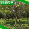 基地批發(fā) 芳香花卉桂花樹苗盆景盆栽 八月金桂花樹10-18公分